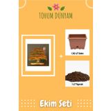 Tohum Dünyam Bodur Çınar Bonsai Ağacı Tohumu