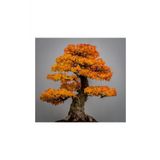 Tohum Dünyam Bodur Çınar Bonzai Ağacı Tohumu 5 Adet Bonsai Ağacı Tohumu
