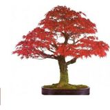 Tohum Dünyam Bodur Flamingo Bonzai Ağacı Tohumu 5 Adet Bonsai Ağacı Tohumu - 1 Adet
