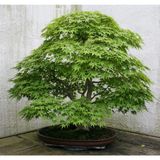 Tohum Dünyam Bodur Japon Redwood Bonzai Ağacı Tohumu 5 Adet Bonsai Ağacı Tohumu