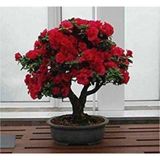 Tohum Dünyam Bodur Kırmızı Gül Bonzai Ağacı Tohumu 5 Adet Tohum Bonsai Ağacı Tohumu