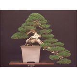 Tohum Dünyam Bodur Lübnan Sediri Bonzai Ağacı Tohumu 5 Adet Bonsai Ağacı Tohumu