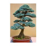 Tohum Dünyam Bodur Mavi Selvi Bonzai Ağacı Tohumu 5 Adet Bonsai Ağacı Tohumu