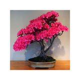 Tohum Dünyam Bodur Pembe Azalea Bonsai Ağacı Tohumu 5 Adet Tohum