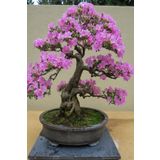 Tohum Dünyam Bonsai Bonzai Ağacı Tohumu 5 Adet