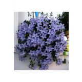 Tohum Dünyam Campanula Mavi Çan Çiçeği Tohumu 10 12 Adet