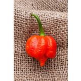 Tohum Dünyam Dünyanın En Acısı Trinidad Scorpion Biber Tohumu / 10+ Adet Tohum
