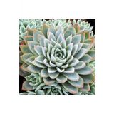 Tohum Dünyam Echeveria Violet Queen Sukulent Tohumu