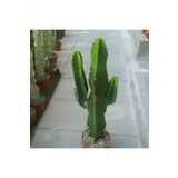 Tohum Dünyam Euphorbia Ingens ( Candelabra Tree) Sukulent Tohumu