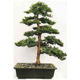 Tohum Dünyam Hinoki Çam Bonsai Ağacı Tohumu-10 Adet