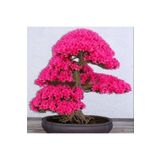 Tohum Dünyam Japon Sakura Bonsai Ağacı Tohumu 10 Adet
