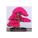 Tohum Dünyam Japon Sakura Bonsai Ağacı Tohumu 3 Adet
