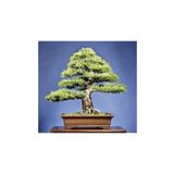 Tohum Dünyam Karaçam Bonzai Ağacı Tohumu 5 Adet Bonsai Ağacı Tohumu