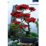 Tohum Dünyam Kırmızı Yapraklı Bonsai Ağacı Tohumu-10 Adet
