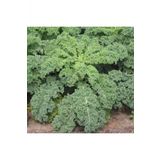 Tohum Dünyam Kıvırcık Lahana ( Curly Kale) Tohumu
