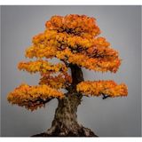 Tohum Dünyam Liquidambar Bonsai Ağacı Tohumu 5 Adet Bonsai Ağacı Tohumu