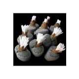 Tohum Dünyam Lithops Salicola Sukulent Tohumu