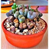 Tohum Dünyam Lithops Taş Çiçek Tohumu- 15 Adet - Çok Renkli