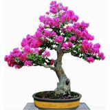 Tohum Dünyam Mersin Bonzai Ağacı Tohumu 5 Adet Bonsai Ağacı Tohumu