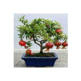 Tohum Dünyam Nadir Ithal Bodur Nar Bonzai Ağacı Tohumu 5 Tohum Bonsai Tohumu