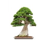 Tohum Dünyam Okaliptüs Bonzai Ağacı Tohumu 10 Adet Bonsai Ağacı Tohumu