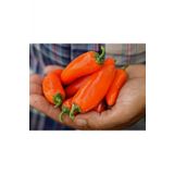 Tohum Dünyam Orange Spice Jalepeno Biber Tohumu
