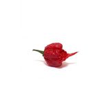 Tohum Dünyam Orjinal Carolina Reaper Biberi Tohumu 10 Adet
