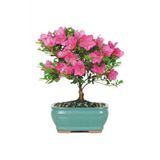Tohum Dünyam Orkide Bonzai Ağacı Tohumu 5 Adet Bonsai Ağacı Tohumu