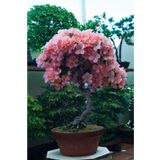 Tohum Dünyam Pembe Çiçekli Azalea Bonsai Ağacı Tohumu-10 Adet