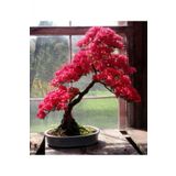Tohum Dünyam Pembe Yapraklı Bonsai Ağacı Tohumu-10 Adet