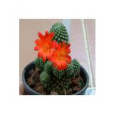 Tohum Dünyam Rebutia Kaktüs Tohumu
