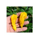 Tohum Dünyam Sarı Bhut Jolokia Biber Tohumu