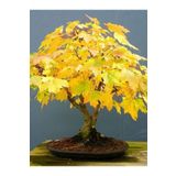 Tohum Dünyam Sarı Çınar Bonsai Ağacı Tohumu-10 Adet