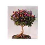 Tohum Dünyam Şili Bonsai Ağacı Tohumu-10 Adet