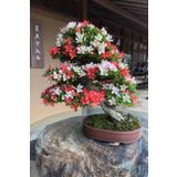 Tohum Dünyam Unjour Un Iki Renkli Bonsai Ağacı Tohumu-10 Adet