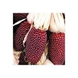 Tohum Dünyası 10+ Adet Minyatür Çilek Mısır Tohumu - Strawberry popcorn
