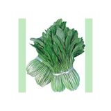 Tohum Dünyası 100 Adet Mibuna Aromatik Yeşillik Tohumu