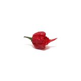 Tohum Dünyası 5 Adet Kırmızı Carolina Reaper Biber Tohumu- Dünyanın En Acı Biber Türlerinden