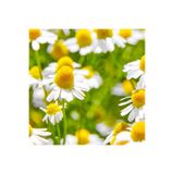 Tohum Dünyası 500+ Adet Alman Papatyası Tohumu - Tıbbi Papatya - German Chamomile
