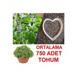 Tohum Gübre Ortalama 750 Adet Yeşil Top Reyhan Tohumu