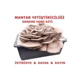 Tohum Gübre Tubitak Proje Seti Mantar Yetiştiriciliği