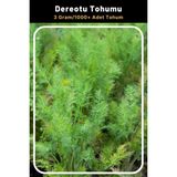 Tohum Seç Dereotu Tohumu, 3 Gram/1.000 Adet Tohum - 100 Adet