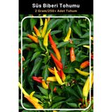 Tohum Seç Renkli Yukarı Bakan Süs Biberi Tohumu, 2 Gram/250+ Adet Tohum - 50 Adet