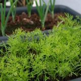 TohumBul Aromatik Dereotu Fidesi (5 Adet)