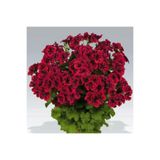TohumBul Clarion Dark Red Koyu Kırmızı Çiçekli Sardunya Canan Çiçeği Fidesi (1 Fide)
