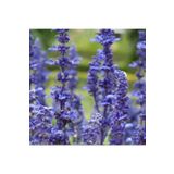 TohumBul Farina Arctic Blue Adaçayı Çiçeği Fidesi (3 fide)
