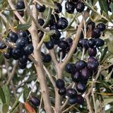 TohumBul Gemlik Etli Salamuralık Trilye Zeytin Fidanı