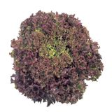TohumBul Kırmızı Yapraklı Kıvırcık Marul (1 gram)