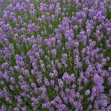 TohumBul Lavandula Angustifolia Lavanta Çiçeği Tohumu(10 gram)