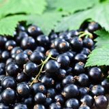 TohumBul Nadir Black Goji Berry Fidanı (Sınırlı Stok)